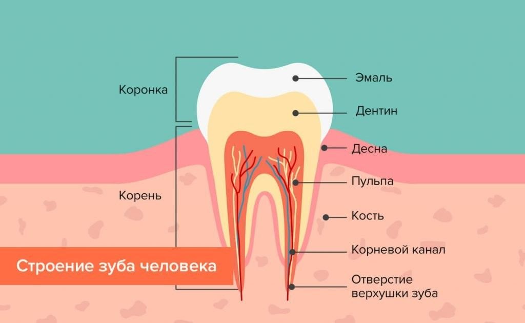 Сколько каналов в зубе?